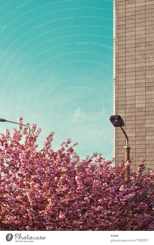 Tageslicht Umwelt Natur Pflanze Himmel Wolkenloser Himmel Frühling Schönes Wetter Baum Sträucher Blüte Fassade Blühend Wachstum ästhetisch Freundlichkeit retro