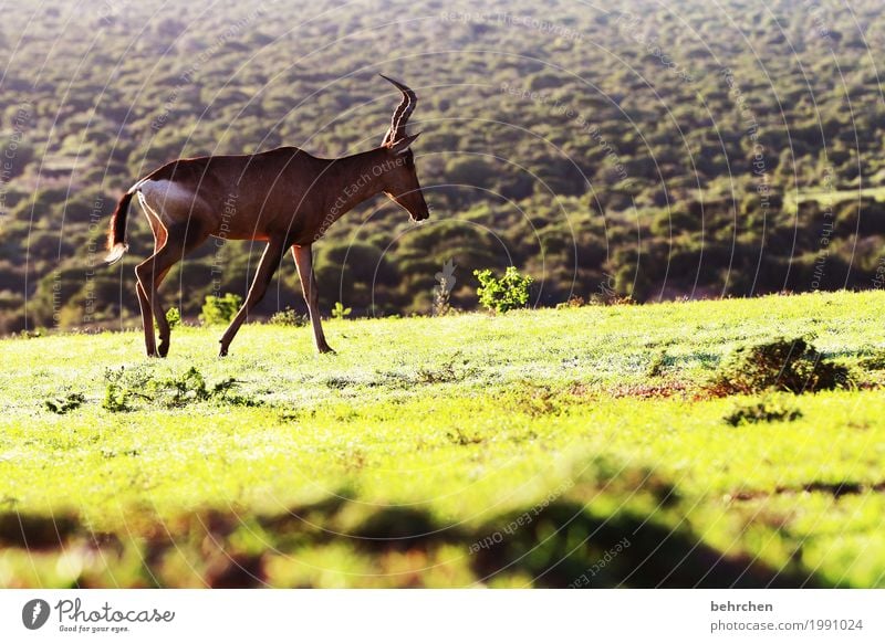 hartebeeste Ferien & Urlaub & Reisen Tourismus Ausflug Abenteuer Ferne Freiheit Safari Natur Landschaft Pflanze Tier Gras Sträucher Südafrika Wildtier