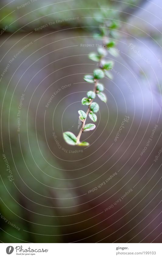 Wo bitte ist der Dschungel? Umwelt Natur Pflanze Frühling Sträucher Blatt Grünpflanze grün fein blau klein Wachstum Licht braun Zweig Menschenleer 1 Ranke