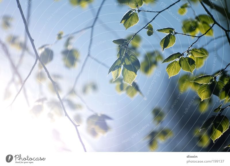 Gegen das Licht Umwelt Natur Pflanze Himmel Wolkenloser Himmel Sonne Sonnenlicht Frühling Klima Schönes Wetter Baum Blatt Ast Zweig Blattadern Garten Park