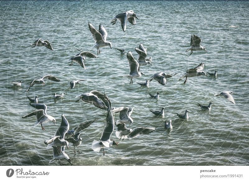 wimmelbild Natur Landschaft Urelemente Wasser Schönes Wetter Wellen See Wildtier Vogel Schwarm fliegen Schwimmen & Baden Möwenvögel wimmeln viele Bodensee