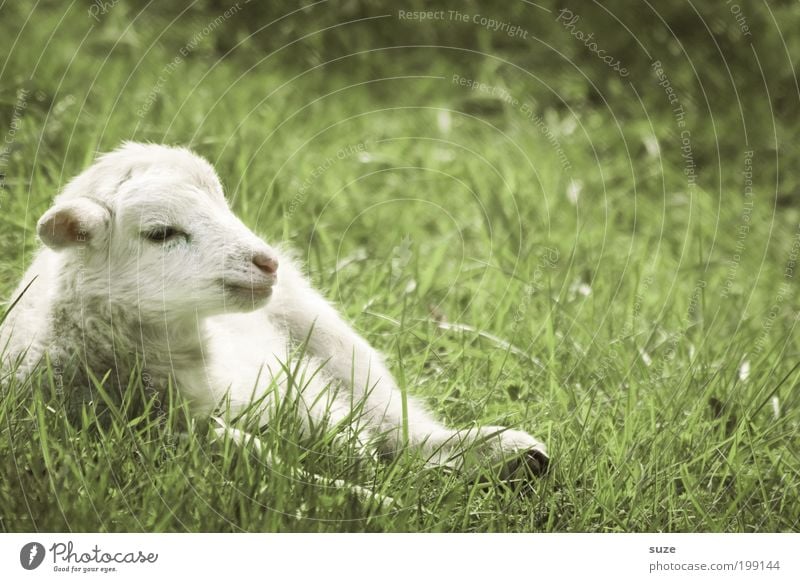 Osterlamm Natur Tier Gras Wiese Nutztier Tiergesicht Schaf Lamm 1 Tierjunges liegen träumen authentisch klein niedlich grün weiß Tierliebe Schaffell tierisch