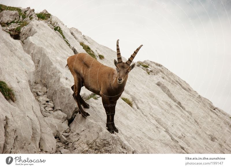 Alpines ge-blöööööök Wolken Sommer Dürre Felsen Alpen Berge u. Gebirge Steinbock Horn 1 Tier beobachten ästhetisch frei nah Neugier braun grau grün