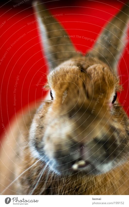 Knopfauge Tier Haustier Tiergesicht Fell Hase & Kaninchen Zwerghase Zwergkaninchen Schnauze Nase Barthaare Wimpern Auge Kopf Gebiss Zahnprobleme Ohr Hasenohren