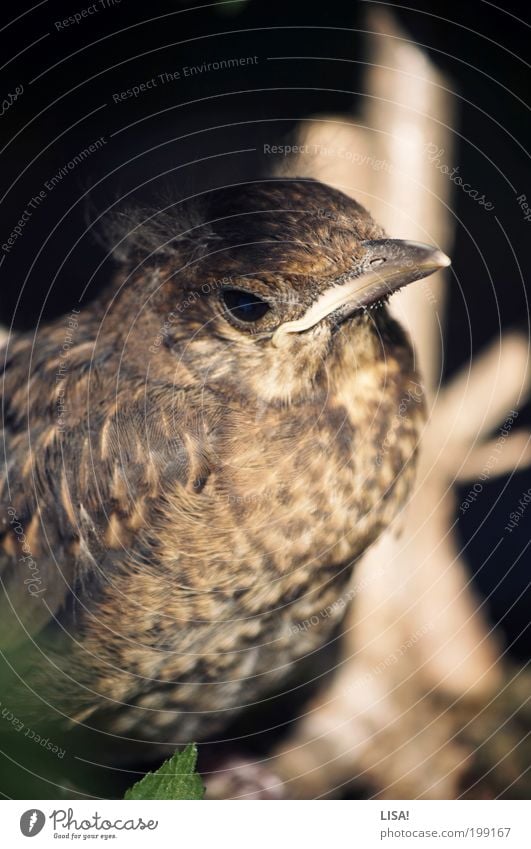 heiner Umwelt Natur Pflanze Tier Sonne Schönes Wetter Sträucher Grünpflanze Garten Wildtier Vogel Tiergesicht Flügel Amsel Amseljunges Feder 1 Tierjunges