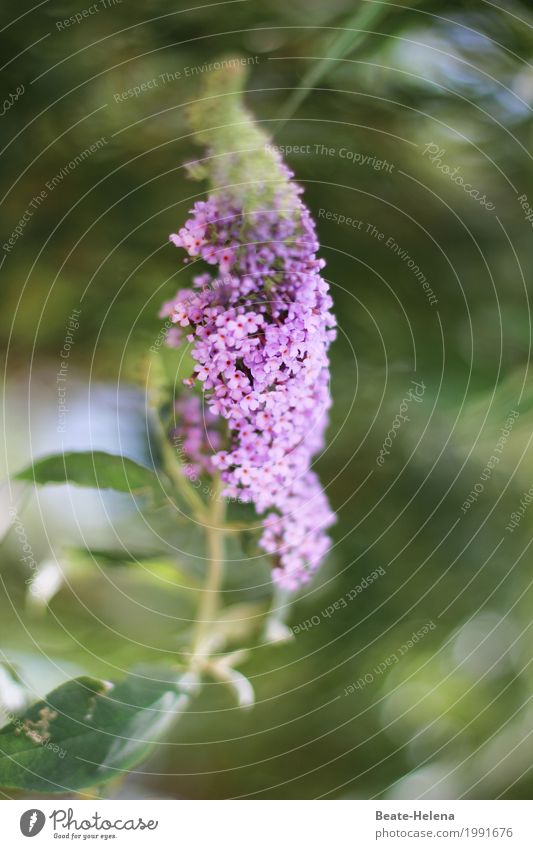 Blühende Zeiten, lieber Timmitom, Feste & Feiern Umwelt Natur Pflanze Frühling Schönes Wetter Blume Sträucher Blatt Blüte Garten leuchten ästhetisch einfach