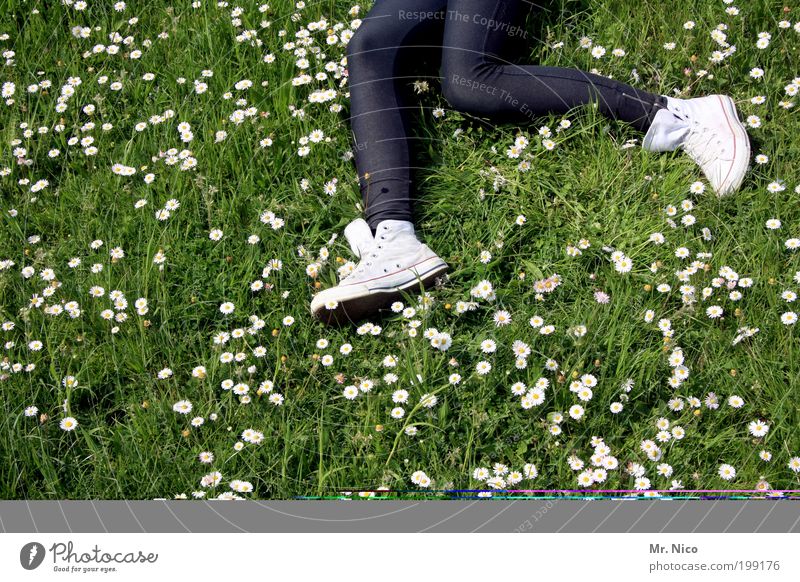 gänseblümchenlauf Joggen wandern Jugendliche Beine Fuß Umwelt Natur Frühling Sommer Pflanze Gras Garten Wiese laufen liegen rennen springen träumen Freude