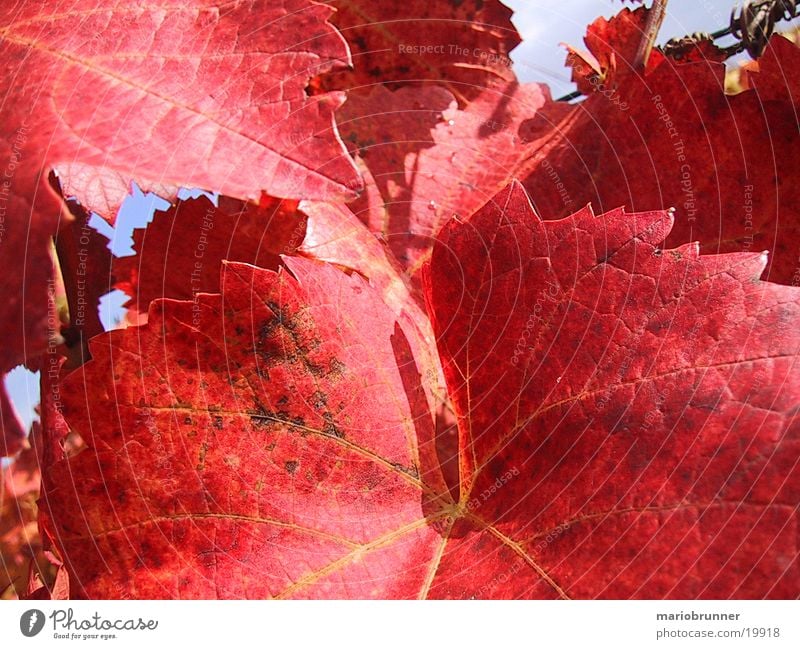 red_wine Weinblatt Weinberg Blatt rot Herbst