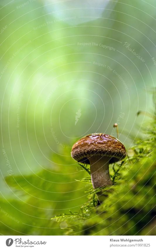 Einzelkämpfer Lebensmittel Umwelt Natur Pflanze Sommer Herbst Moos Farn Grünpflanze Wald stehen Wachstum blau braun grün Pilz Pilzhut Krempling Kahler Krempling