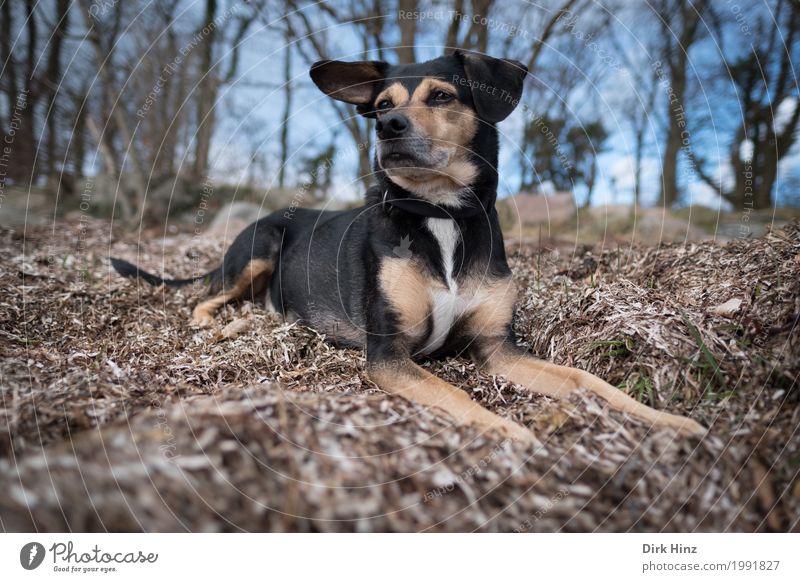 Hund auf Seegras Ferien & Urlaub & Reisen Ausflug Umwelt Natur Tier Gras Strand Blick sitzen Neugier niedlich blau braun Küste Wald beobachten Hundeblick