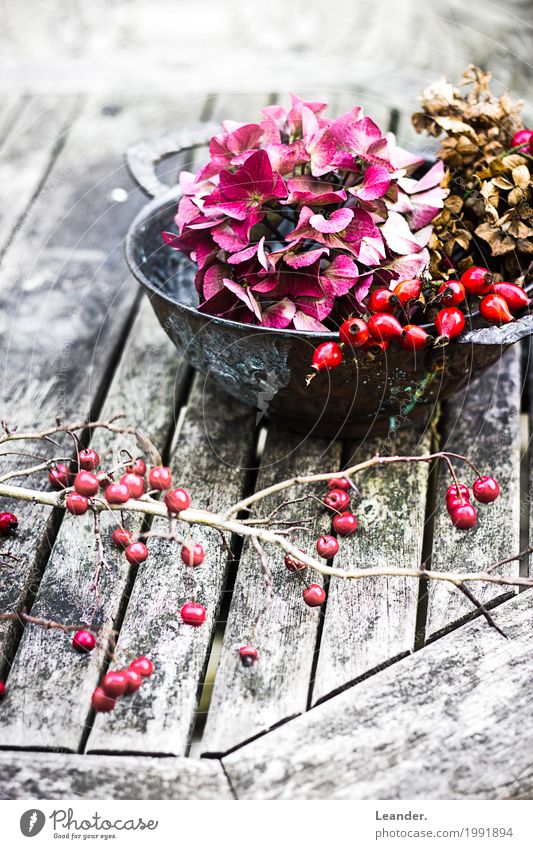 Herbst Deko Natur Garten nachhaltig kaufen Dienstleistungsgewerbe Ast ästhetisch Vogelbeeren Tisch Dekoration & Verzierung Blume ruhig Stillleben Farbfoto