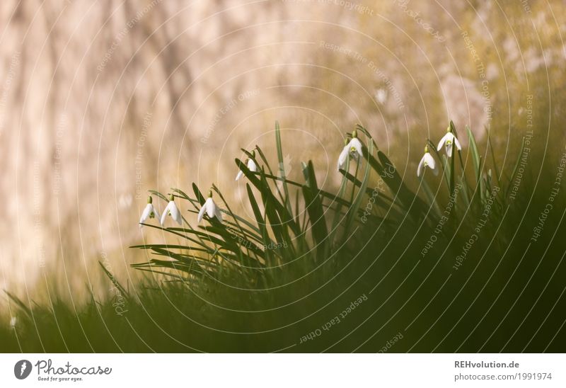 Schneeglöckchen vor Beton Umwelt Natur Frühling Blume Gras Wildpflanze Blühend Wachstum außergewöhnlich grau grün Farbfoto Gedeckte Farben Außenaufnahme