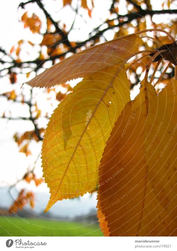 herbst_01 Blatt gelb Herbst welk Kirschbaum herbstlich fallen