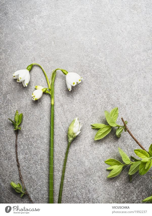 Schöne Maiglöckchen Design Leben Garten Natur Pflanze Frühling Blume Blatt Blüte Blühend Stil schön Farbfoto Studioaufnahme Nahaufnahme Textfreiraum oben