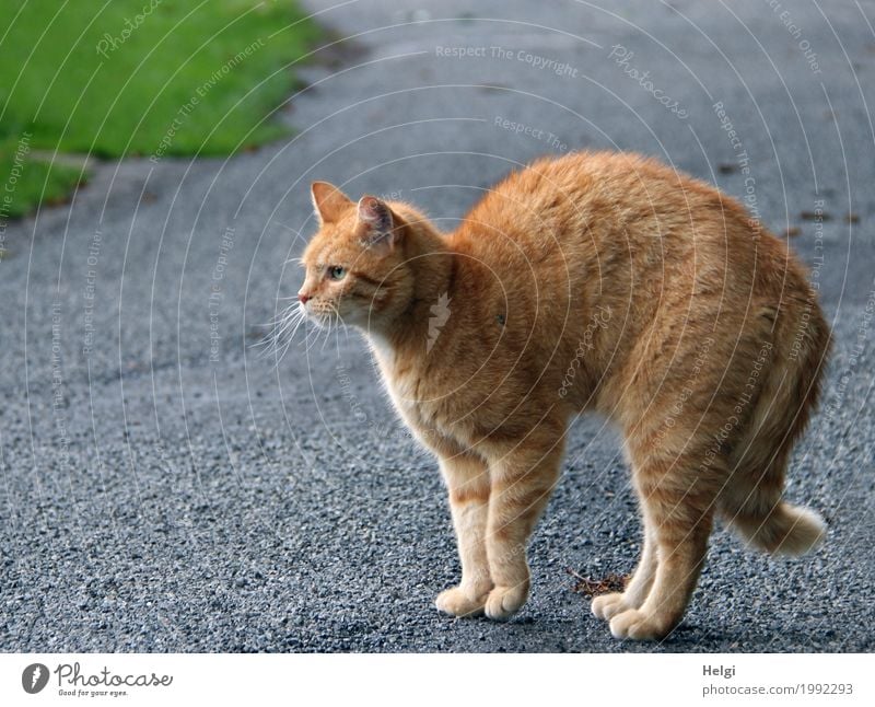 Komm mir nicht zu nah ... !!! Gras Wege & Pfade Tier Haustier Katze 1 Asphalt beobachten Blick stehen authentisch außergewöhnlich einzigartig braun grau grün