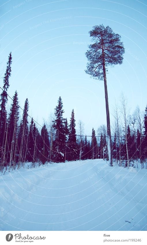 luosto XXIV Ferien & Urlaub & Reisen Tourismus Ausflug Ferne Freiheit Winter Schnee Winterurlaub Himmel Wolkenloser Himmel Pflanze Baum Sträucher Straße