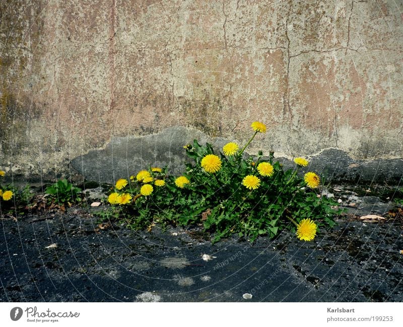 löwenzahn. Lebensmittel Lifestyle Stil Design Sommer Häusliches Leben Kindergarten Gartenarbeit Werbebranche Umwelt Natur Pflanze Löwenzahn Unkraut Dorf