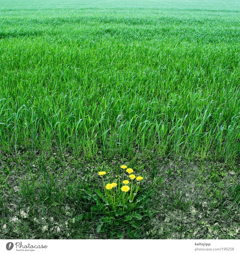 außenseiter Umwelt Natur Landschaft Pflanze Erde Grünpflanze Nutzpflanze Wildpflanze Wiese Feld Wachstum frisch gelb grün Ausdauer standhaft Kraft Löwenzahn