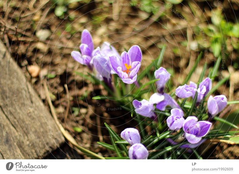 Frühlingsblumen in der Sonne Umwelt Natur Pflanze Urelemente Blume schön Lila Krokusse (Krokus) Design Grafik u. Illustration Hintergrundbild Bild Postkarte