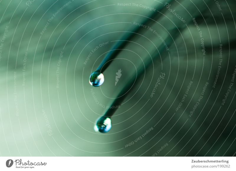 Jeder geht seinen Weg Natur Pflanze Wasser schlechtes Wetter Nebel Regen Baum ästhetisch dünn lang grün Stimmung Treue Durst Partnerschaft bizarr Kontakt