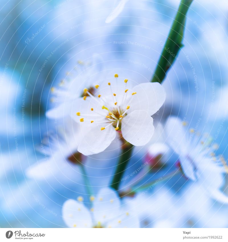 Blühende weiße Frühlingsblumen des Frühlinges Leben Garten Hochzeit Umwelt Natur Landschaft Pflanze Himmel Baum Blume Blatt Blüte Park frisch natürlich neu