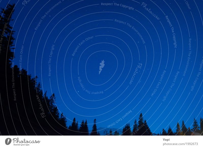 Wald unter blauem dunklem nächtlichem Himmel Freiheit Tapete Natur Landschaft Wolkenloser Himmel Nachthimmel Stern Schönes Wetter Baum Hügel Berge u. Gebirge