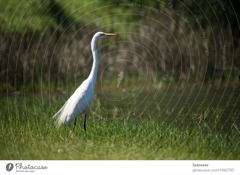 Was gibtsn da? Ausflug Ferne Freiheit Umwelt Natur Gras Garten Park Wiese Küste Seeufer Flussufer Tier Wildtier Vogel Reiher Silberreiher 1 beobachten natürlich