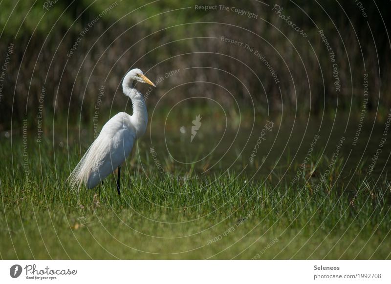 stolz Freiheit Umwelt Natur Gras Küste Seeufer Flussufer Bach Tier Wildtier Vogel Reiher 1 natürlich Ornithologie Farbfoto Außenaufnahme Menschenleer