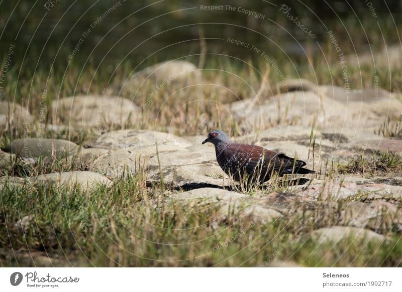 Guineataube Sommer Natur Garten Park Wiese Tier Wildtier Vogel Taube 1 frei natürlich Birding Vogelbeobachtung Farbfoto Außenaufnahme Menschenleer