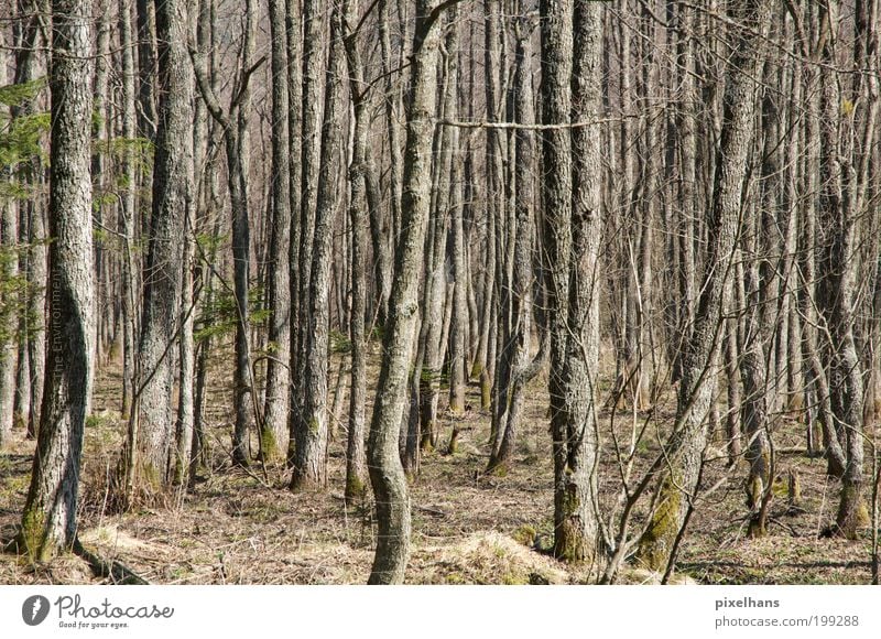 undurchsichtig Natur Landschaft Erde Klima Schönes Wetter Pflanze Baum Gras Sträucher Moos Grünpflanze Wildpflanze Wald Moor Sumpf Menschenleer Stein Sand Holz