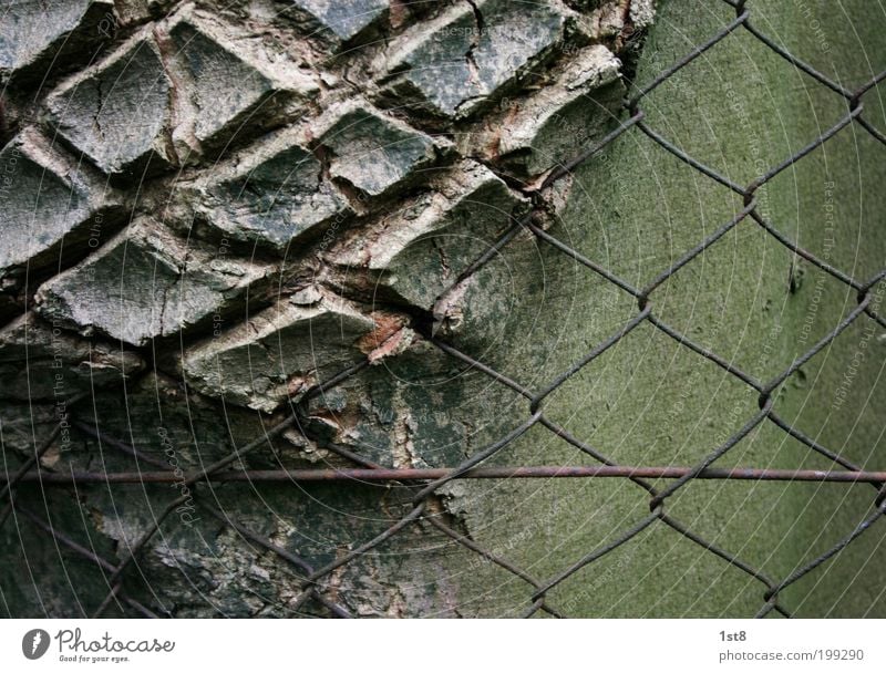 bondage Umwelt Natur Pflanze Baum Park Holz Metall Rost Netz Netzwerk alt kaputt Sympathie Zusammensein Schmerz gefräßig Hemmungslosigkeit ästhetisch Design