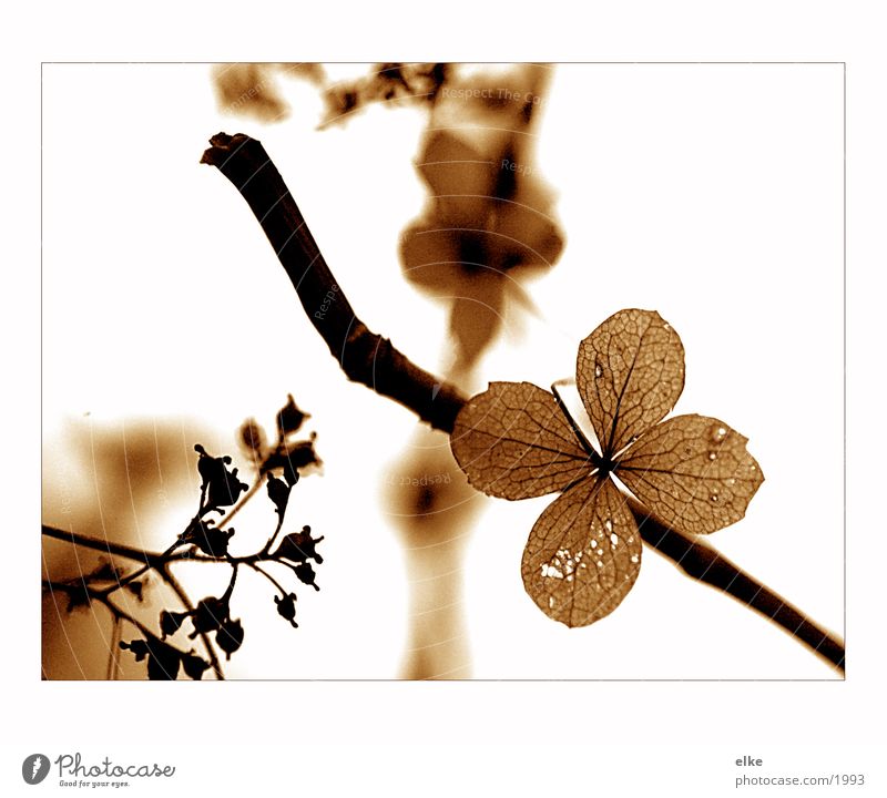 vergangenes Pflanze Holunderbusch Holz Geäst Blume Natur