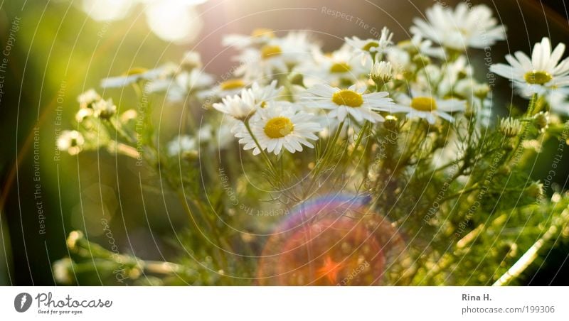 SommerReflektionen Natur Pflanze Sonne Blume Kamille Blühend authentisch schön natürlich gelb grün weiß Stimmung Glück Zufriedenheit Lebensfreude Optimismus