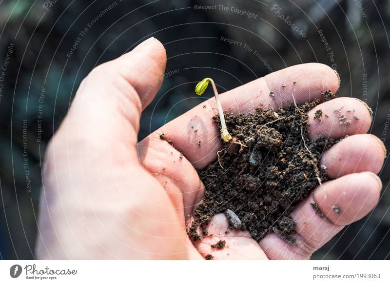 Udanks ausgerissen Hand Finger Natur Frühling Pflanze Blattknospe Jungpflanze Winterlinge Knolle Wachstum einfach elegant natürlich Frühlingsgefühle Vorfreude