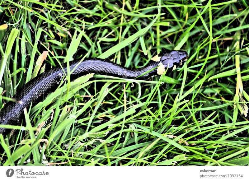 Ringelnatter Natur Tier Gras Wiese Wildtier Schlange Natter 1 Bewegung authentisch natürlich gelb grün schwarz Natrix wild Wassserschlange Seeschlange