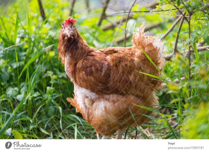 Orangenhähnchen Sommer Umwelt Natur Landschaft Pflanze Tier Frühling Gras Garten Wiese Haustier Nutztier Vogel Flügel 1 frei natürlich braun gelb grün orange