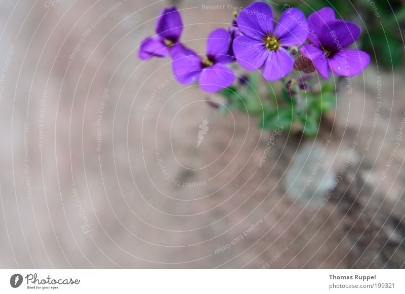 Lila Blümchen Natur Pflanze Frühling Blume Blüte Grünpflanze Garten Stein grün violett Farbfoto Außenaufnahme Nahaufnahme Detailaufnahme Menschenleer