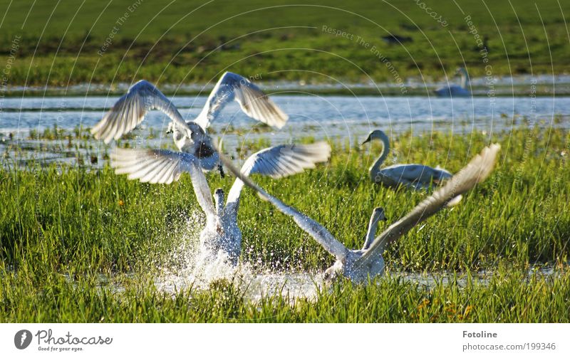 Aufbruch Umwelt Natur Landschaft Pflanze Tier Urelemente Erde Luft Wasser Frühling Sommer Klima Wetter Schönes Wetter Wärme Gras Sträucher Park Seeufer Teich