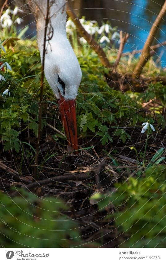 Storchennest Umwelt Natur Pflanze Tier Frühling Schönes Wetter Sträucher Wildpflanze Schneeglöckchen Unterholz Garten Park Wildtier Vogel Weißstorch Schnabel 1