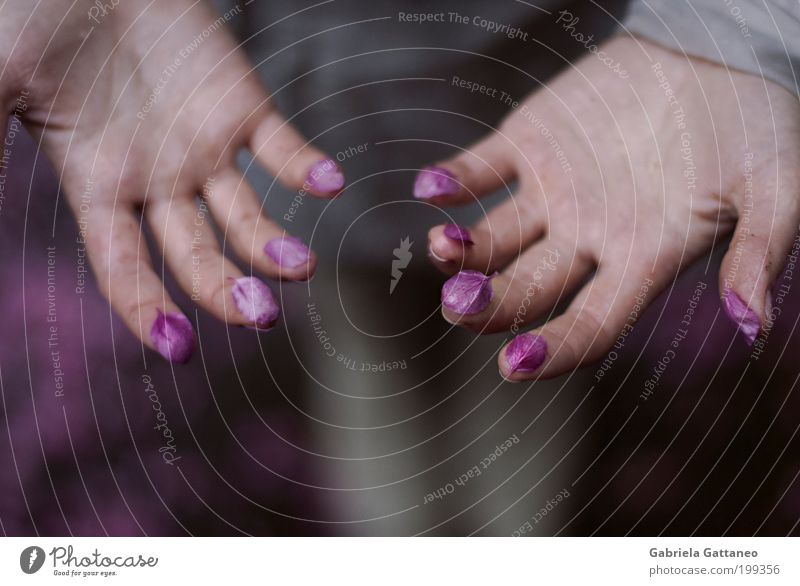 Fühlt man was Hand Finger Natur Blume violett Gefühle Einigkeit schön Petal Samthandschuhe schmücken auseinandergefallen Naturkosmetik Duft Duftstoff Essenz