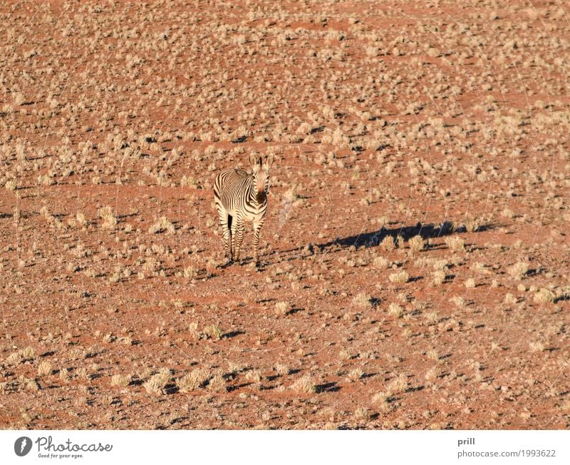 zebra in Namibia Safari Landschaft Tier Sand Gras Wüste Wildtier Pferd trocken Zebra Savanne Afrika sonnig Beleuchtung Lebensraum gestreift Tarnung getrocknet