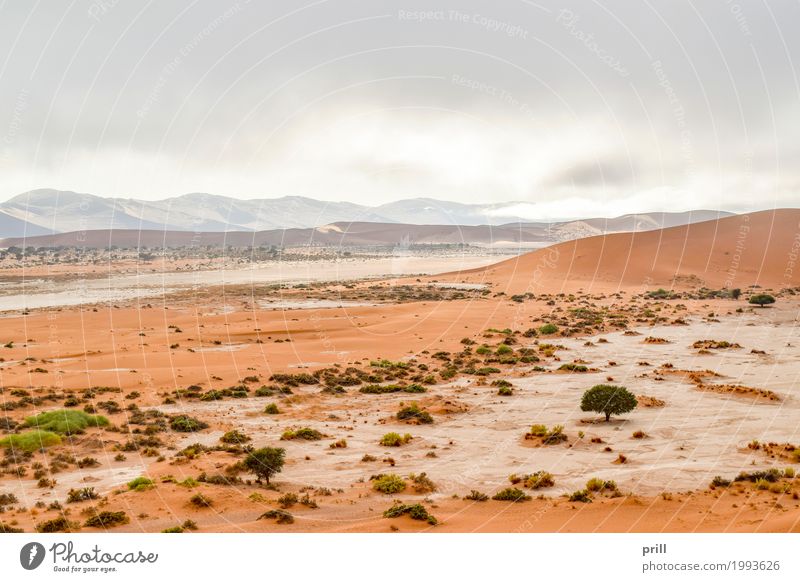 landscape in Namibia Tourismus Safari Expedition Berge u. Gebirge Natur Landschaft Pflanze Sand Wärme Gras Sträucher Hügel Wüste trocken Idylle Umweltschutz