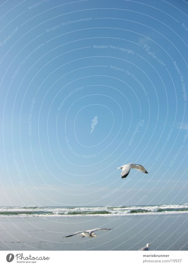 möwen Möwe Meeresvogel Strand Wellen San Francisco Vogel Sand Himmel Sonne fliegen Luftverkehr