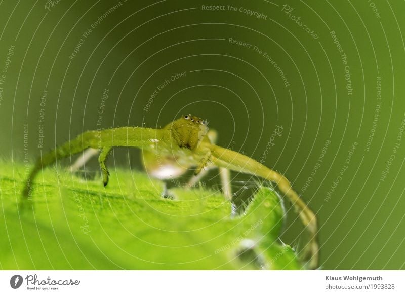 Unter 4 Augen Umwelt Natur Tier Sommer Herbst Pflanze Garten Park Wiese Feld Wald Spinne Krabbenspinne 1 beobachten fangen Blick sitzen fantastisch Neugier grün