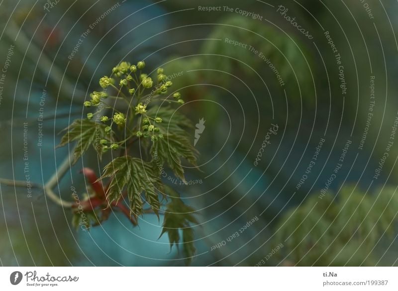 A horn Umwelt Natur Landschaft Frühling Schönes Wetter Pflanze Baum Blüte Kugelahorn Ahorn Ahornblatt Ahornzweig Garten Park Blühend Wachstum natürlich blau