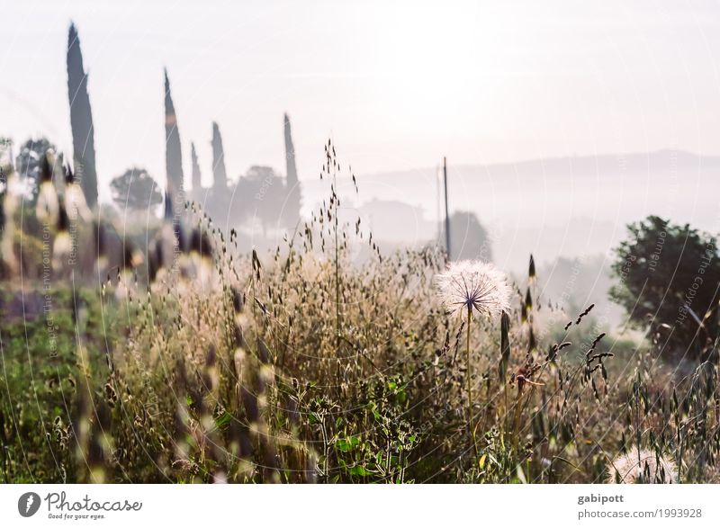 toscana Zufriedenheit Sinnesorgane Erholung ruhig Duft Ferien & Urlaub & Reisen Tourismus Abenteuer Ferne Umwelt Natur Landschaft Pflanze Himmel Sonne Sommer