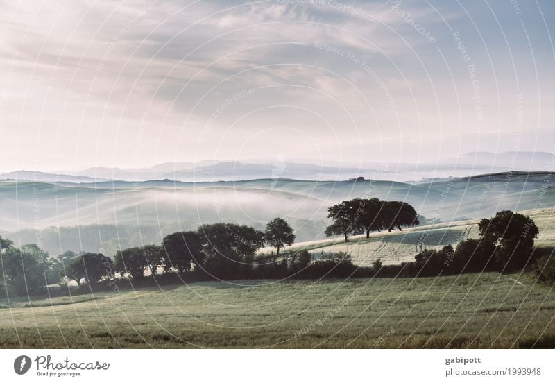 Morgenfrische Umwelt Natur Landschaft Pflanze Erde Luft Himmel Horizont Sommer Wetter Schönes Wetter Baum Wiese Feld Hügel Toskana Italien frei Freundlichkeit