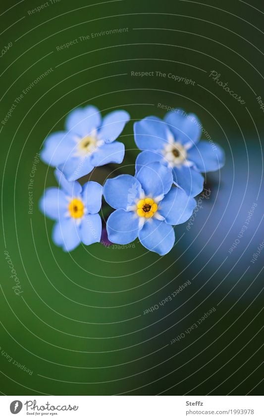 Vergissmeinnicht blüht romantisch im Frühling Myosotis Frühlingsblumen Vergißmeinnicht kleine Blüten blühende Frühlingsblumen vier Blumen Blütezeit blaue Blüten