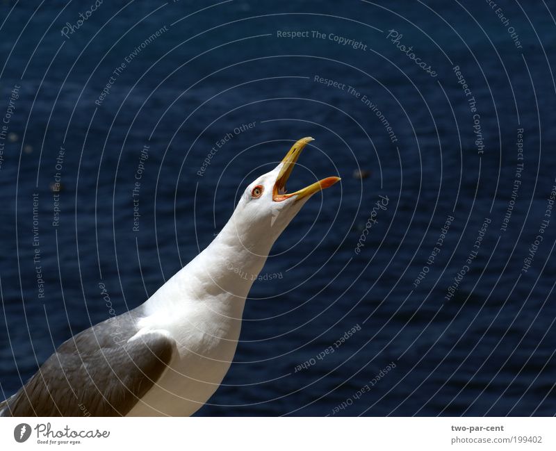 schreien Vogel Möwe weinen Aggression Farbfoto Außenaufnahme Nahaufnahme Menschenleer Textfreiraum rechts Freisteller Tierporträt Blick nach oben Tag