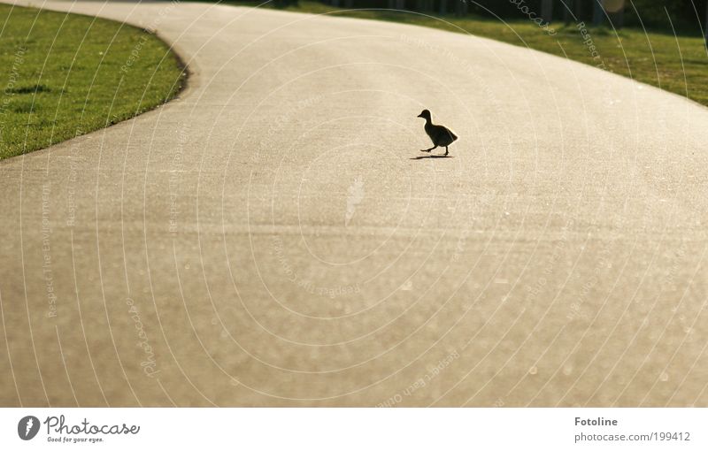 ausgebüxt Umwelt Natur Landschaft Tier Frühling Schönes Wetter Wärme Park Wildtier Vogel 1 Tierjunges laufen rennen Küken Gans Wege & Pfade Straße Farbfoto